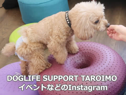 DOGLIFE SUPPORT TAROIMO イベントなどのインスタグラム