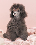 ブリーディング