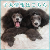 シルバートイプードル 子犬販売 横浜 ベイフラワー犬舎