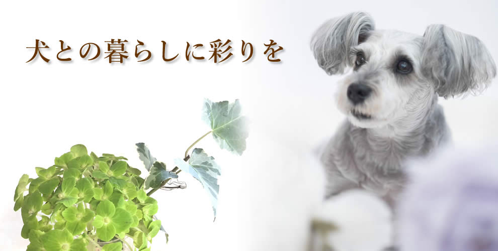 DOG LIFE SUPPORT TAROIMO 横浜 三ツ境のトリミングサロン 掲載誌の紹介