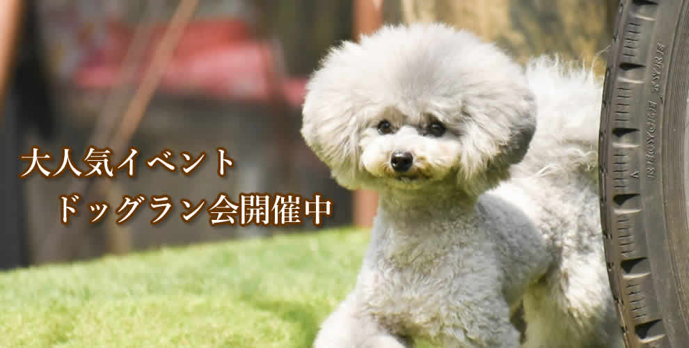 トイプードル ブリーダー 横浜のBAY FLOWER犬舎はトイプードル専門の犬舎です